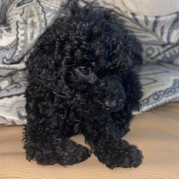 Jingle - Black female Poodle puppy in El Sobrante, California from Mckendra's Legacy
