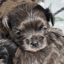 Mercedes - Brindle female Shihpoo puppy in Rural Retreat, Virginia from Kopydlowski's Shihpoo and Shichon pups
