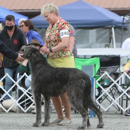 Lindsay - Irish Wolfhound