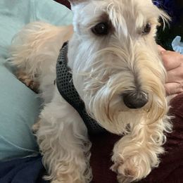 Scottish Terrier Puppies from Pilot Mtn Scottie’s