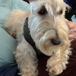 Scottish Terrier Puppies from Pilot Mtn Scottie’s
