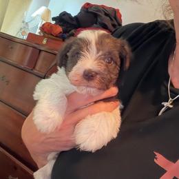Buster - Parti male Miniature Schnauzer puppy in College Station, Texas from Fran’s Miniature Schnauzers