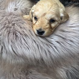 Boy 2 - Cream male Goldendoodle puppy in Corona, California from SoCalFamilyFrenchies, Doodles and more