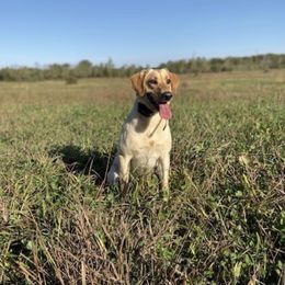 Labrador Retrievers from Southfork Retrievers