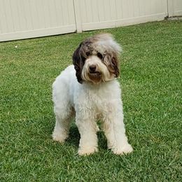 Izzy - Australian Labradoodle