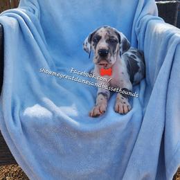 Red Collar - Harlequin male Great Dane puppy in Alton, Illinois from Show Me Great Danes and Basset Hounds