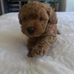 Mango - Red male Maltipoo puppy in San Diego, California from Maltipoos SD