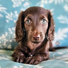 Swedish - Chocolate female Dachshund puppy in Grants Pass, Oregon from Treasure Dachshunds