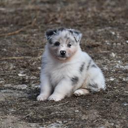 Amour - Blue merle female Australian Shepherd puppy in Kirksville, Missouri from BellSharps Australian Shepherds