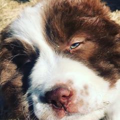 Karakachan Puppies from Karluk Acres Karakachans