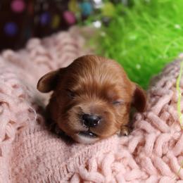 AKC Cleo - Ruby female Cavalier King Charles Spaniel puppy in Albany, Indiana from Hatz Off Puppies