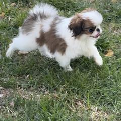 Japanese Chin Puppies from Marbils