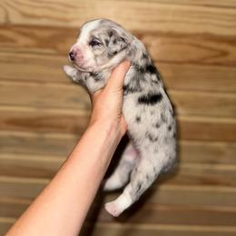 Sailor - Blue merle male Australian Shepherd puppy in Newton, Mississippi from Bright Star Aussies