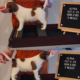 Alpha - White and red female Nederlandse Kooikerhondje puppy in Pensacola, Florida from Ragnarök Kooikerhondjes