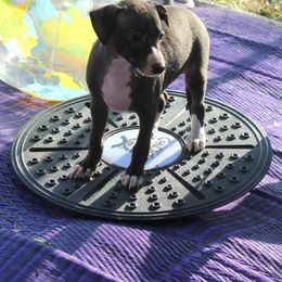 Boston Terrier and Italian Greyhound Puppies from 4Ever Boston Terriers & Italian Greyhounds