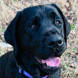 Pearl - Labrador Retriever