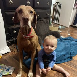 Vizsla All Grown Up from Arailek Vizslas