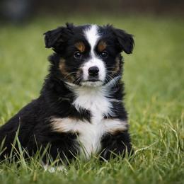 Aspen - Black tri male Miniature Australian Shepherd puppy in Lowgap, North Carolina from Baileys Mini Aussies