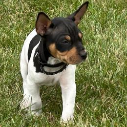 Spirit - Black white and tan male Rat Terrier puppy in Canandaguia, New York from Mary ann Whipple's Old Dominion Terriers