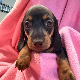 Girl 1 - Black and tan female Dachshund puppy in Surprise, Arizona from Mighty Little Dachshunds