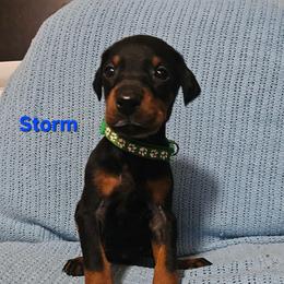 Storm - Black and rust female Doberman Pinscher puppy in Mount Orab, Ohio from Heyne Kennels