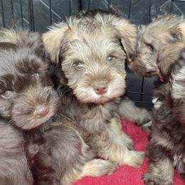 Miniature Schnauzers from Endless Elegance