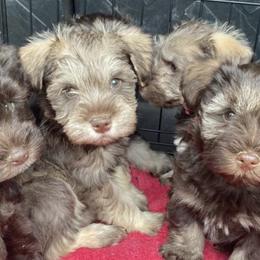Miniature Schnauzers from Endless Elegance