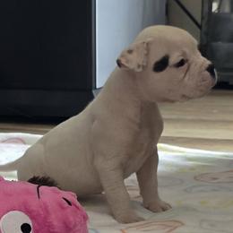 Rolo (White, Ear Patch) - White male American Bulldog puppy in Three Rivers, Michigan from Jemms Kennels