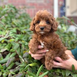 CoCoa - Red male Cavapoo puppy in Herriman, Utah from Gypsi Doodles & Poodles LLC.