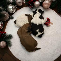 Shihpoo and Shih Tzu Puppies from Lilli’s Shih tzus and Shih poos