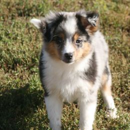 Gage - Blue merle male Miniature Australian Shepherd puppy in Fairview, South Dakota from Dakota Toy Aussies