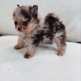 Miso - Chocolate merle male Pomeranian puppy in Canandaigua, New York from Fingerlakes Pomeranians