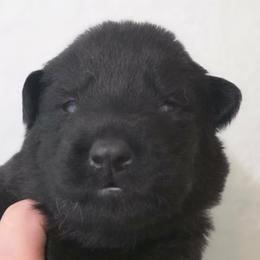 Light purple collar - Black female German Shepherd puppy in Oscoda, Michigan from Sstar