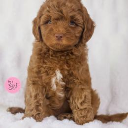 Ash - Caramel red female Australian Labradoodle puppy in Redding, California from Shasta Royal Monroe Puppies
