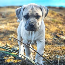 Cane Corso Puppies from Catawba Cane Corso
