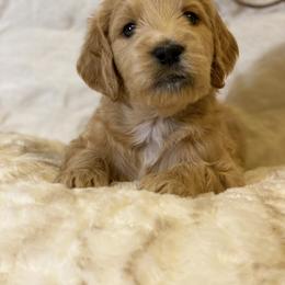 Cockapoo and Goldendoodle Puppies from Capital Doodles