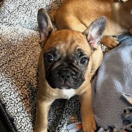 Charolette - Fawn female French Bulldog puppy in Neenah, Wisconsin from Mimosa Acres French Bulldogs LLC