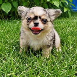 Chihuahua Puppies from Sugar Cookie Chihuahuas