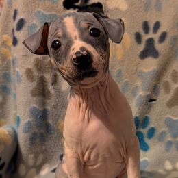 Star Fruit - Black tan and white male American Hairless Terrier puppy in Phoenix, Arizona from Bare Valley