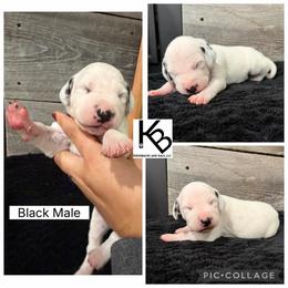 Black Collar Male - White and black male Dalmatian puppy in Colome, South Dakota from KB Ridgebacks and Dals, LLC