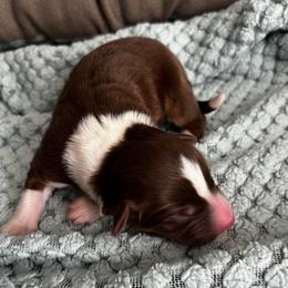 Focaccia - Red tri-color male Australian Shepherd puppy in Bennett, Colorado from Alolan Angel Aussies