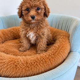 Lucy - Red  female Poodle puppy in Apex, North Carolina from Happy puppies
