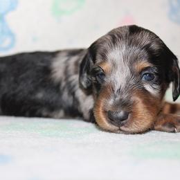 Girl 1 - Blue and tan female Dachshund puppy in Craig, Colorado from Rocky Mountain Shih Tzus and Dry Creek Miniature Dachshunds
