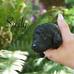 Sicily - Black female Poodle puppy in Eugene, Oregon from Mount Zion Kennels