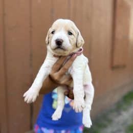 Angel - Pink Band Girl - Apricot female Labradoodle puppy in Plainfield, New Jersey from Caris Paws Poodles and Doodles