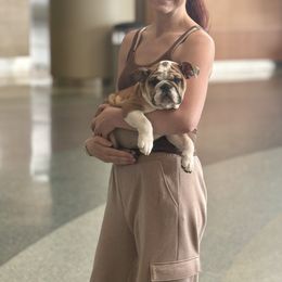 Bulldog Puppies from Magic City Kennel