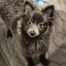 Brittany - Blue female Pomeranian puppy in Mays Landing, New Jersey from KB Pom Pups