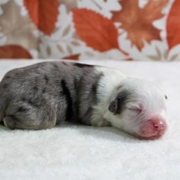 Snoopy - Blue merle male Miniature Australian Shepherd puppy in Bauxite, Arkansas from J & B Mini Aussies