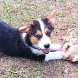 Cardigan Welsh Corgis from Grand Oaks Cardigan Welsh Corgis