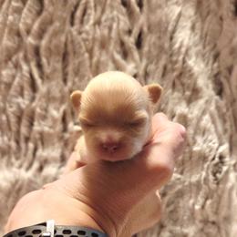 Cream - Cream male Chihuahua puppy in Richmond, Virginia from Breens